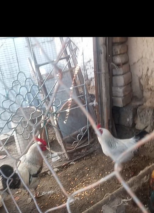 Қораз қораз қораз