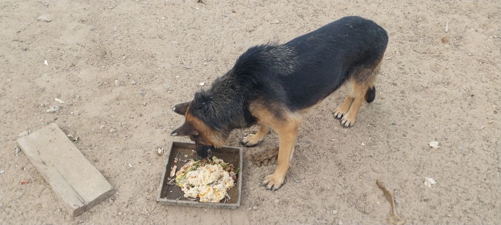 Немецкий овчарка