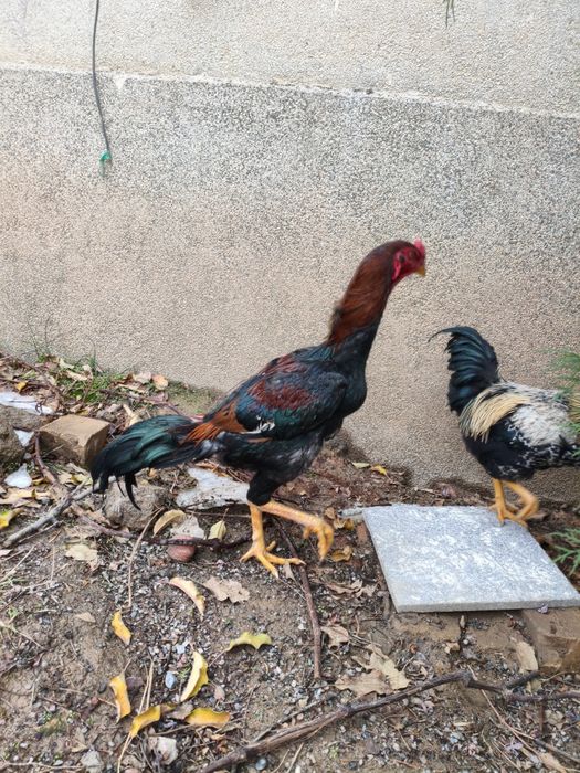 Продается бойцовский петух