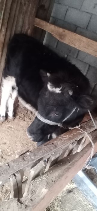 Тана сатылады ургашы