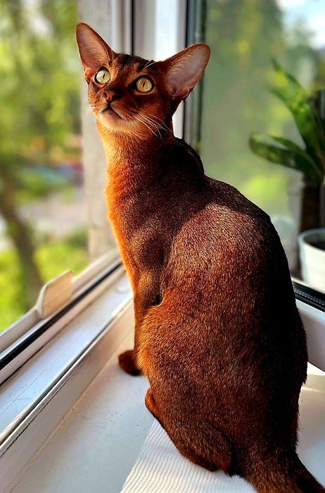 Абиссинские Котята. ДОСТАВКА