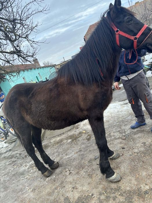 De vanzere iapa de 8 ani bland  farte bun la ham nu se teme de niminc