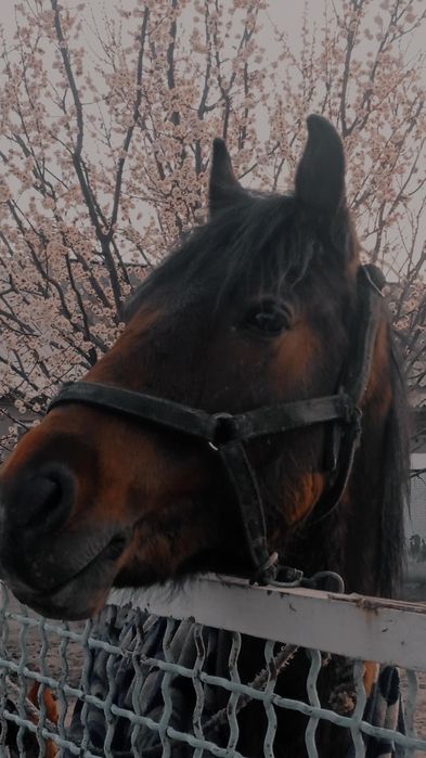 Дөнен сатылады .