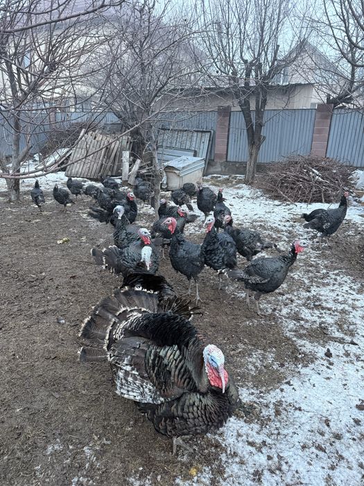 Продаётся индюки сатылымда индюктар