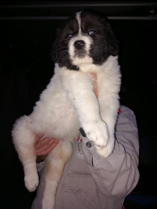 Căței ciobanesti romanesti de bucovina