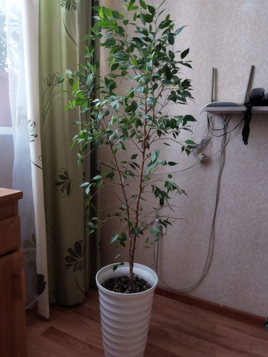 Фикус Бенджамина