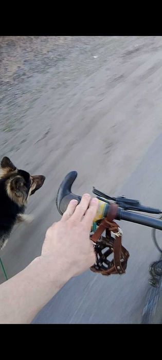 Выгул собак бег/велосипед