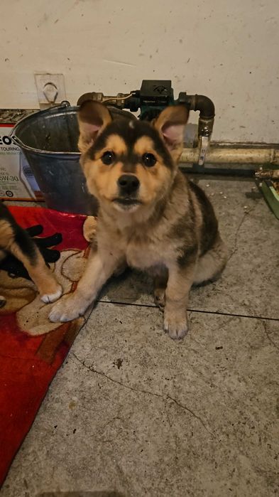 Отдам щенка в добрые руки