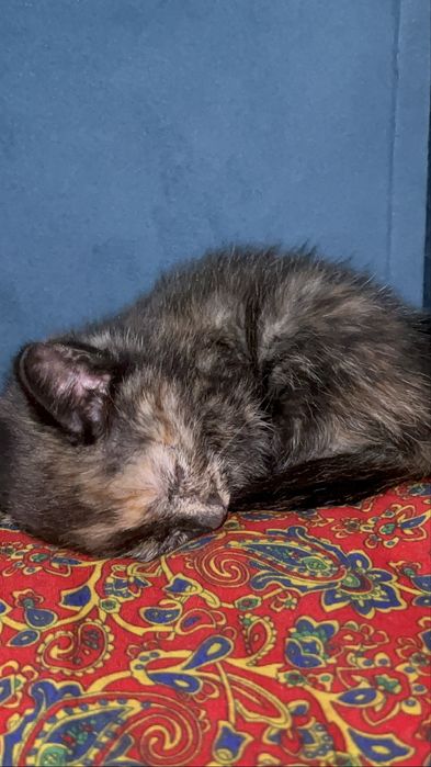 Кошкаа девочкааа