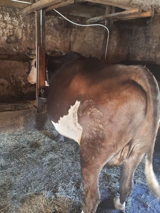 Vacă de 5 ani la al 4 lea vițel