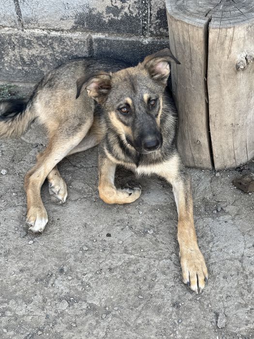 Крупный пёс Макс ищет хозяев!