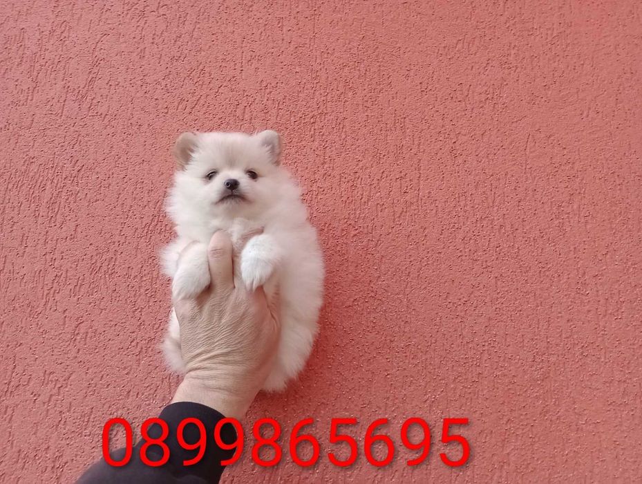 Женско Померанче.