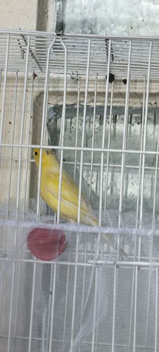 Канарейки молодые