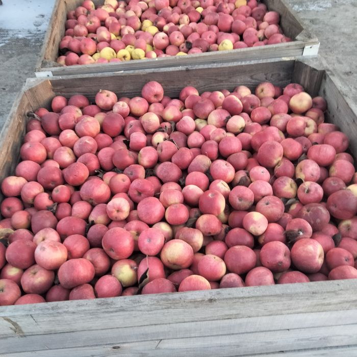 Vând mere idared in cantități mari