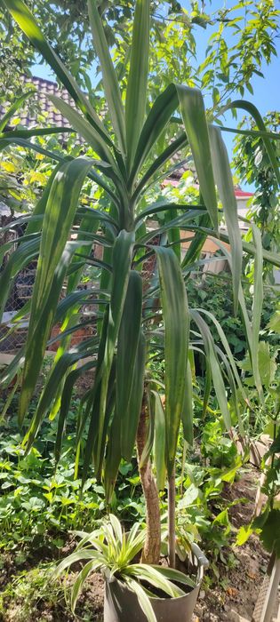 Yucca planta in ghiveci