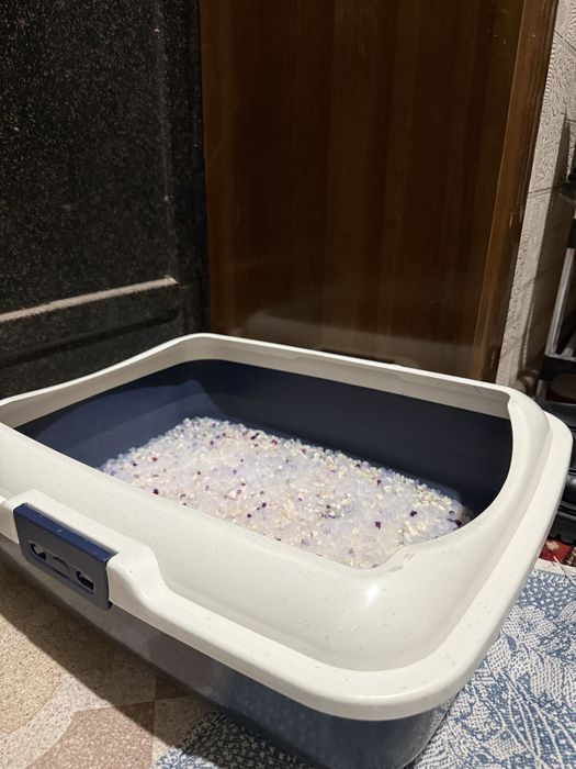 Сиямский кошка продаеться