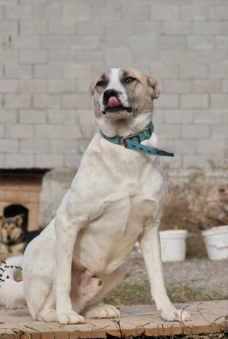 Охранники, сторожа, компаньоны разных окрасов