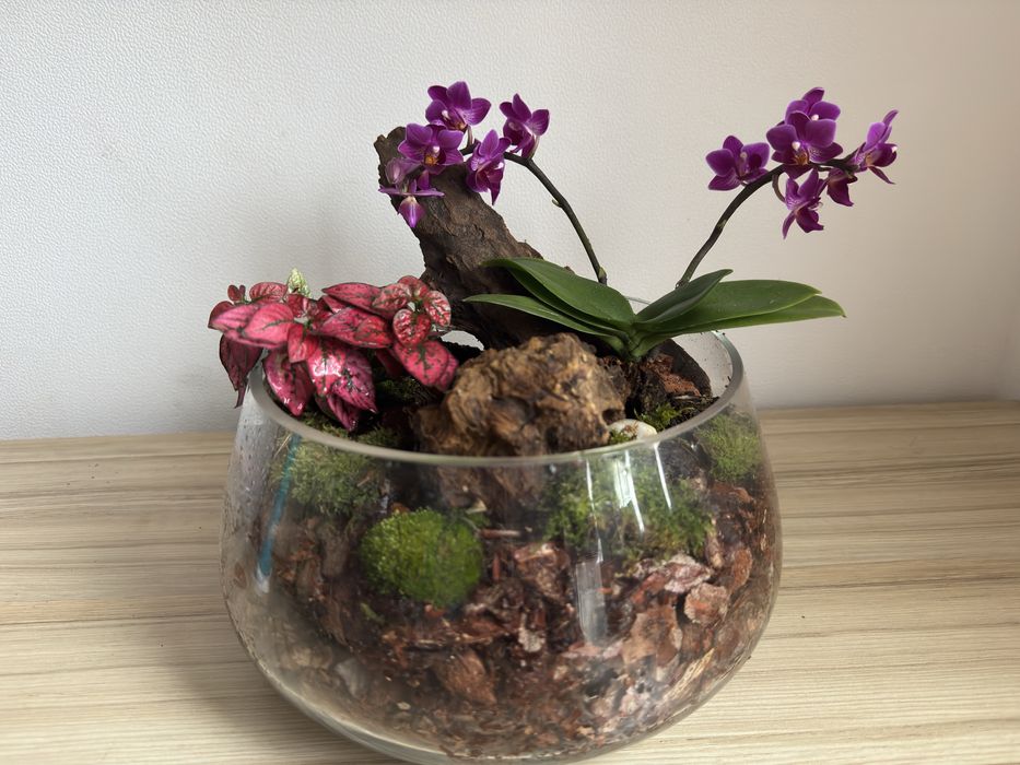 Флорариум с мини орхидея - Идеален подарък