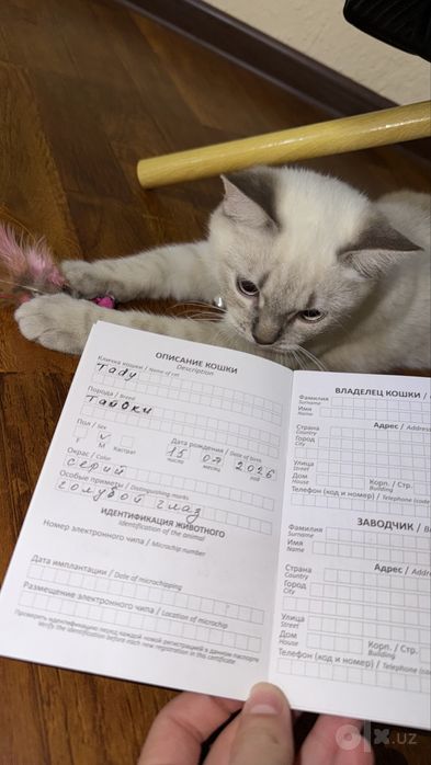Tayski (Thai) parodali mushuk. Latok va miska, 2ta igrushkasi bor