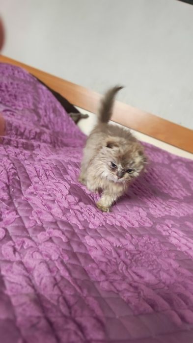 Отдам кошечку в хорошие руки