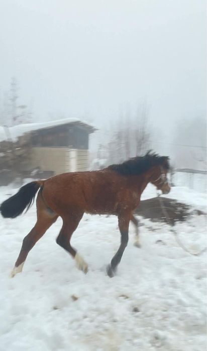 Продам жеребца 2 года