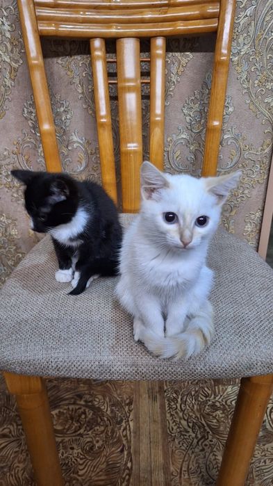 отдаю котят в хорошие руки