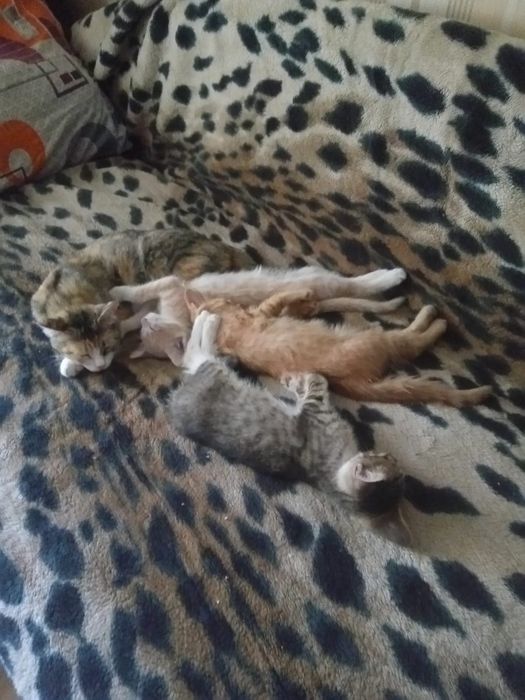 Котята ищут людей