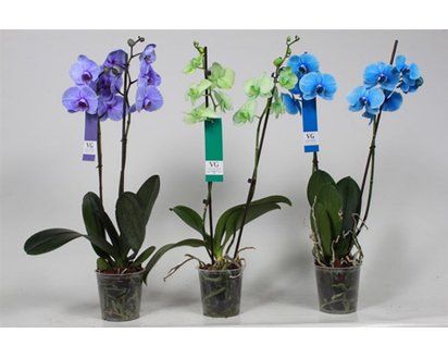 Комнатные цветы и растения