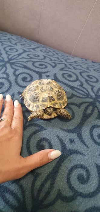 продам маленькую черепашку