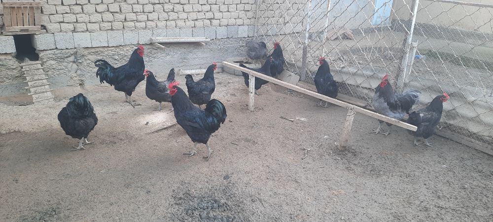 Виандот серебро,Гигант , Адлер