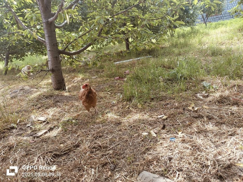 Tovuqlar  sotiladi tuxumda