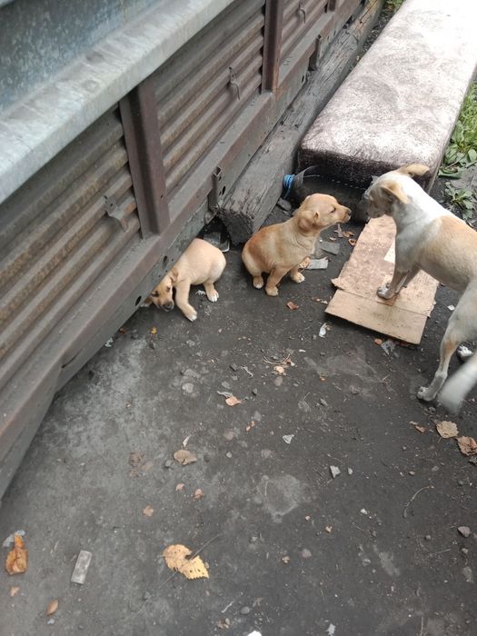 Отдам в добрые руки щенков