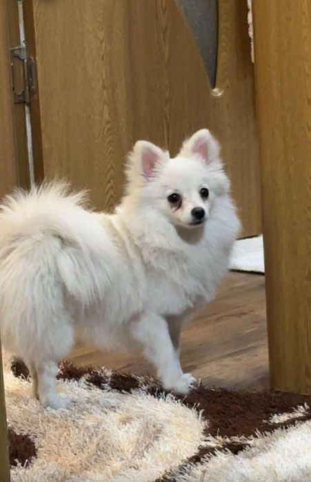 Померан на 9 месеца