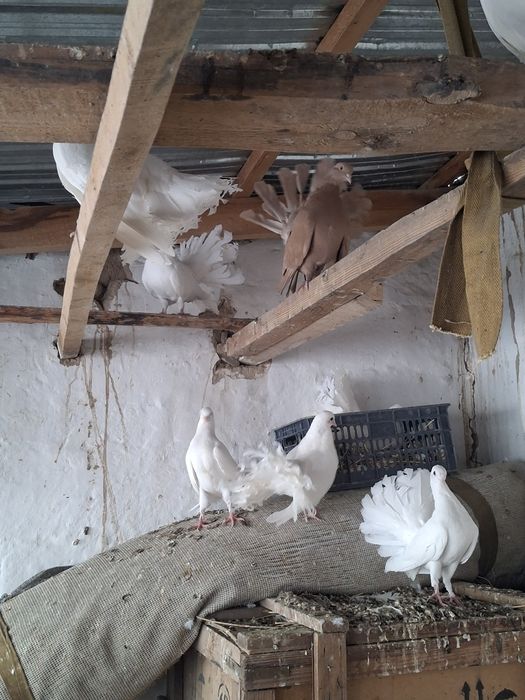 Павлин кептерлер.