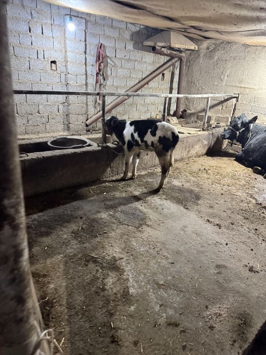 Ona bola sgir sotladi