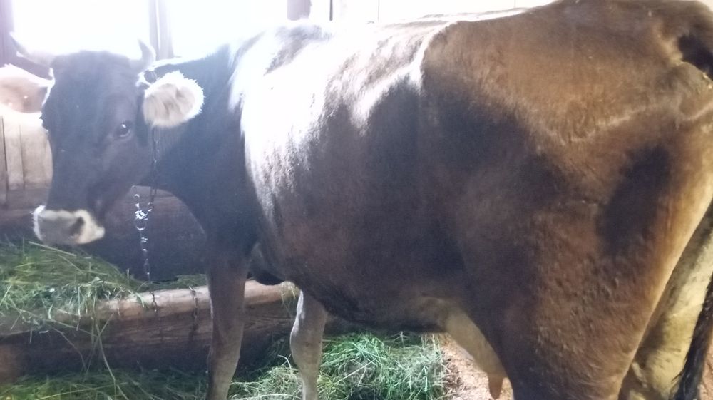 Vând vacă tânără cu lapte bună de ținut