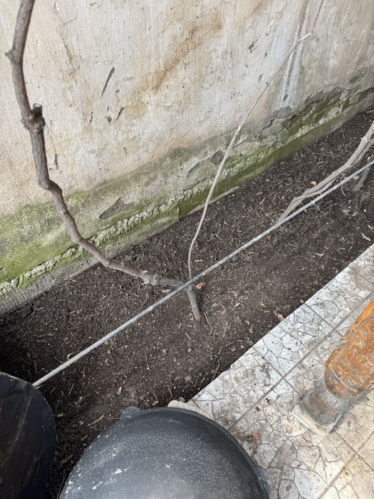 Взрослые девичий виноград