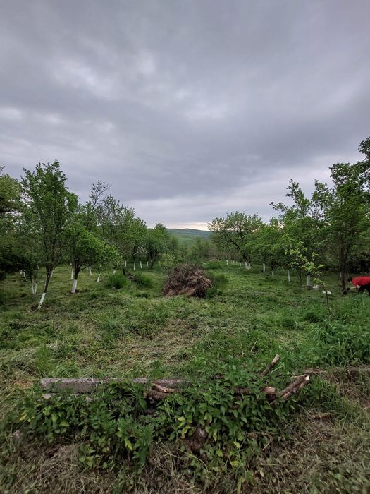 Vând casă cu grădină