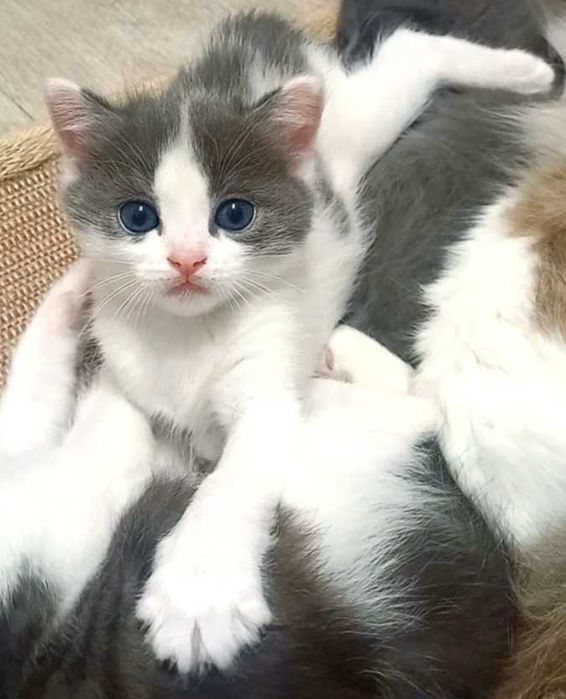 Котята в надёжные руки.