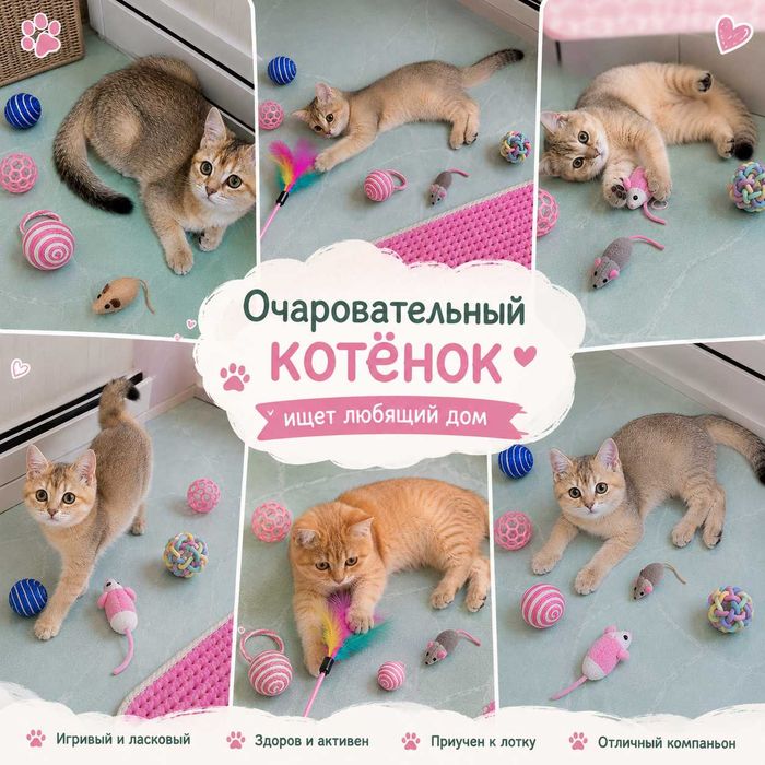 Британские золотые шиншилки котята
