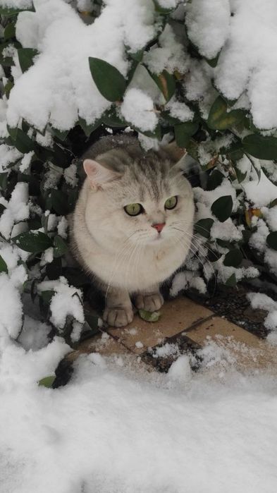 Вязка британский кот Серебристая шиншила