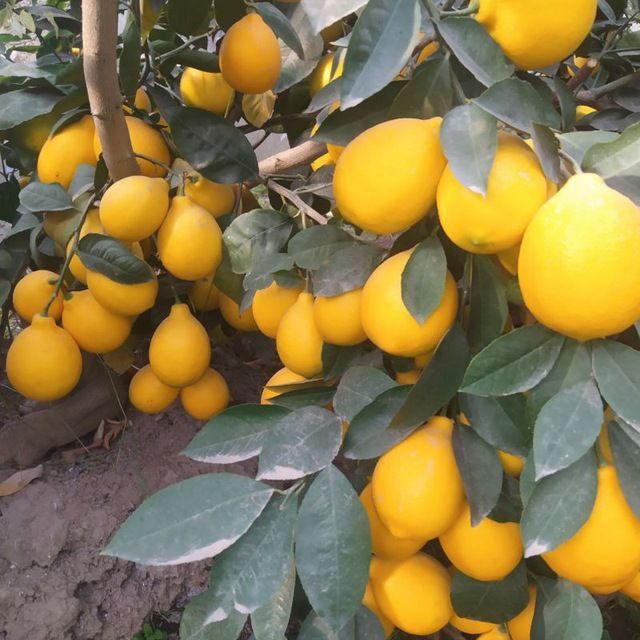 Lemon kuchatlar Mir navli