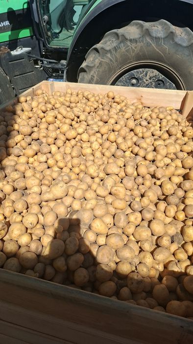 Картофи за консумация ,,СОРАЯ"