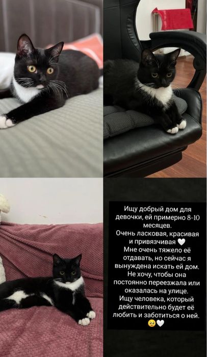 Доброя девочка ищет дом