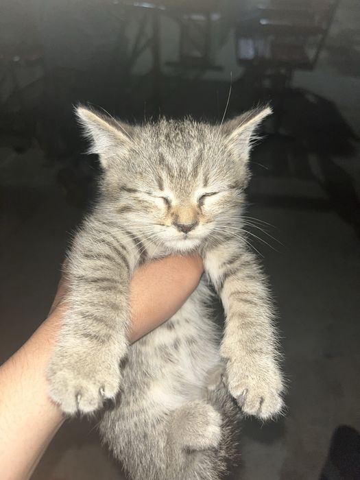 Кот породист бесплатно
