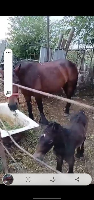 Vând iapa de 7 ani , gestanta .