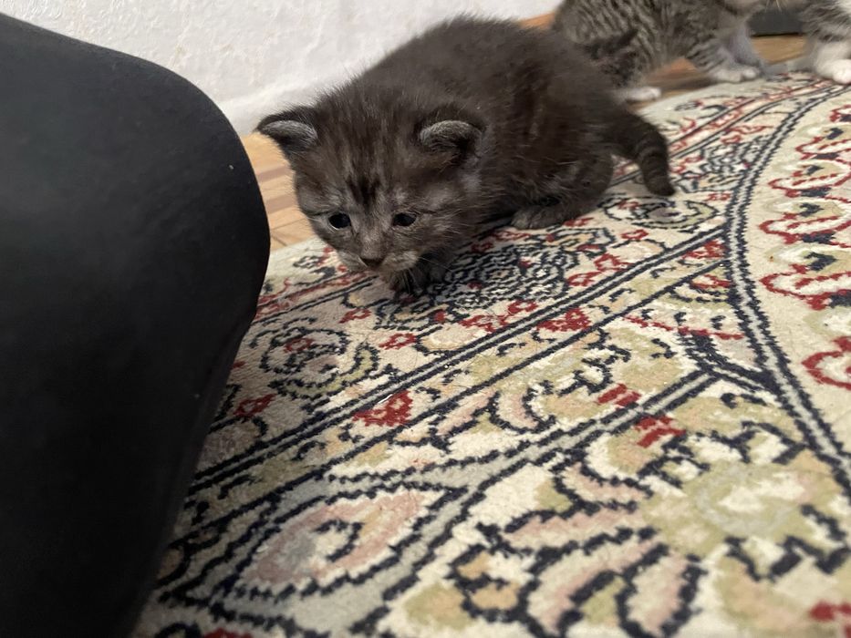 Отдам котят в добрые руки.
