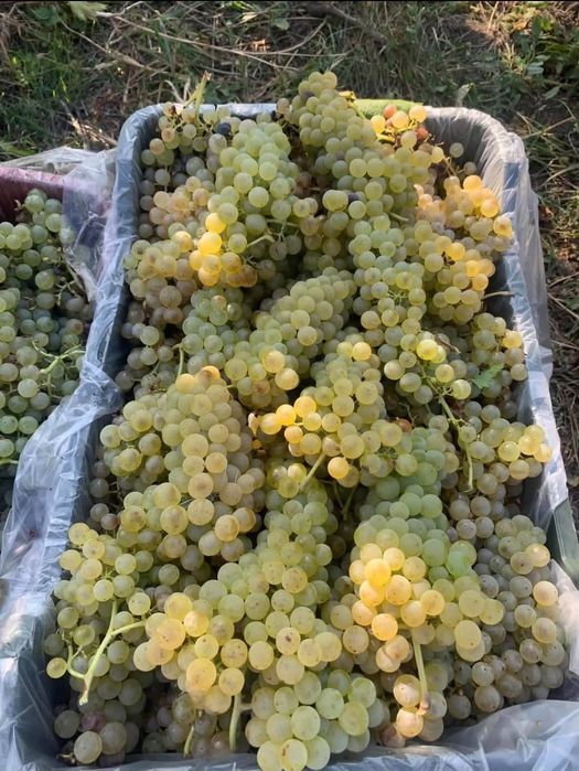 Vând struguri de vin cu transport la domiciliu