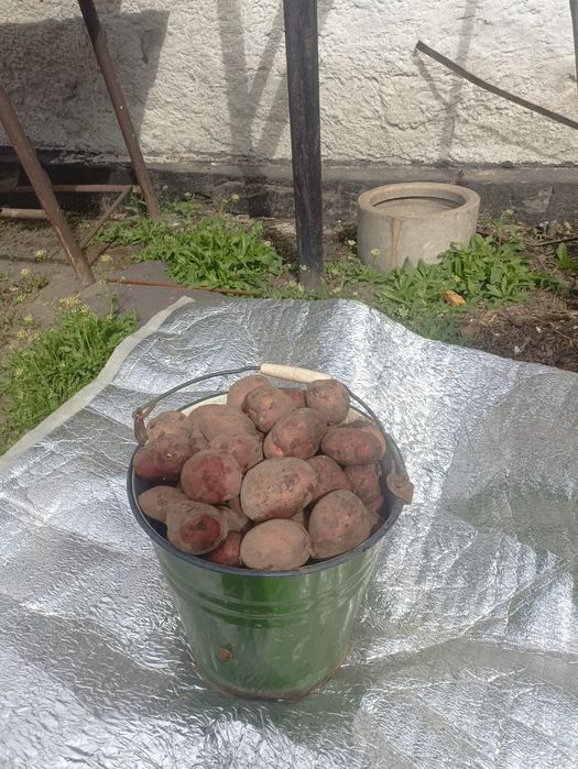 Картофель продам