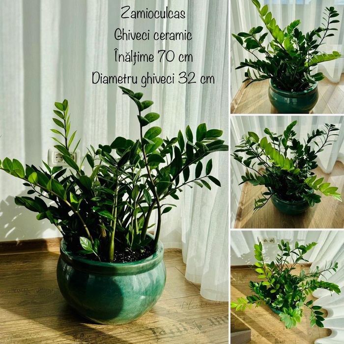 Zamioculcas ghiveci ceramic